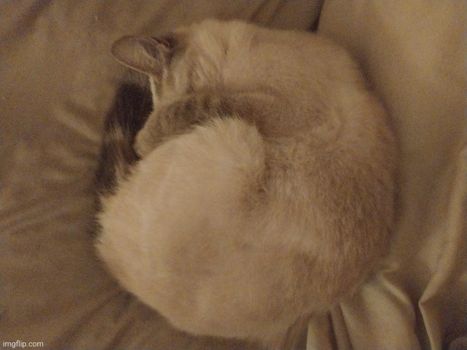 My cat sleeping like a cinnamon roll | made w/ Imgflip meme maker