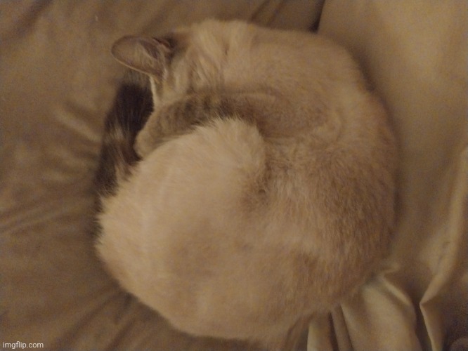 My cat sleeping like a cinnamon roll.mp3 | made w/ Imgflip meme maker