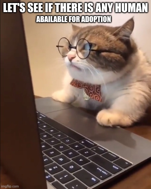 research cat | LET'S SEE IF THERE IS ANY HUMAN; ABAILABLE FOR ADOPTION | image tagged in research cat | made w/ Imgflip meme maker