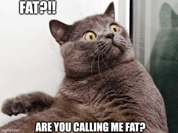 Surprised cat | FAT?!! ARE YOU CALLING ME FAT? | image tagged in surprised cat | made w/ Imgflip meme maker