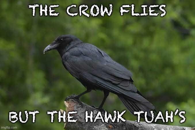 10 upvotes and I post this in politics | THE CROW FLIES; BUT THE HAWK TUAH’S | made w/ Imgflip meme maker