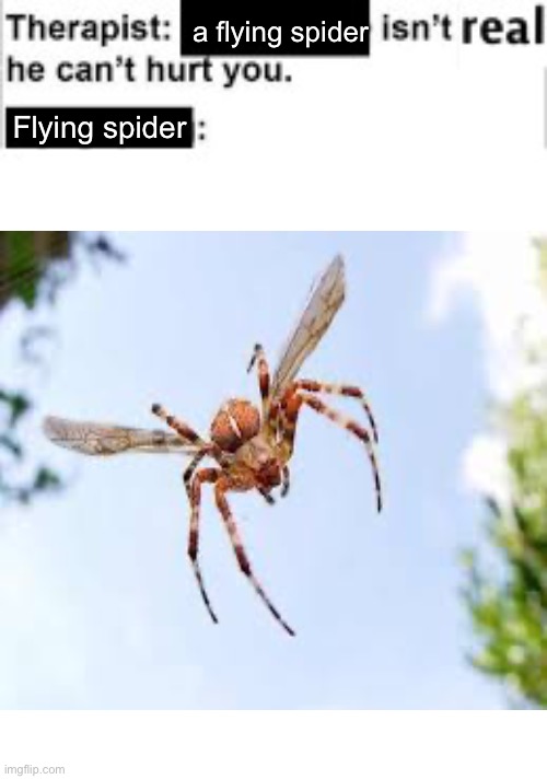 I need a new therapist | a flying spider; Flying spider | image tagged in it cant hurt you | made w/ Imgflip meme maker