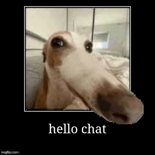 hello chat dog | image tagged in hello chat dog | made w/ Imgflip meme maker