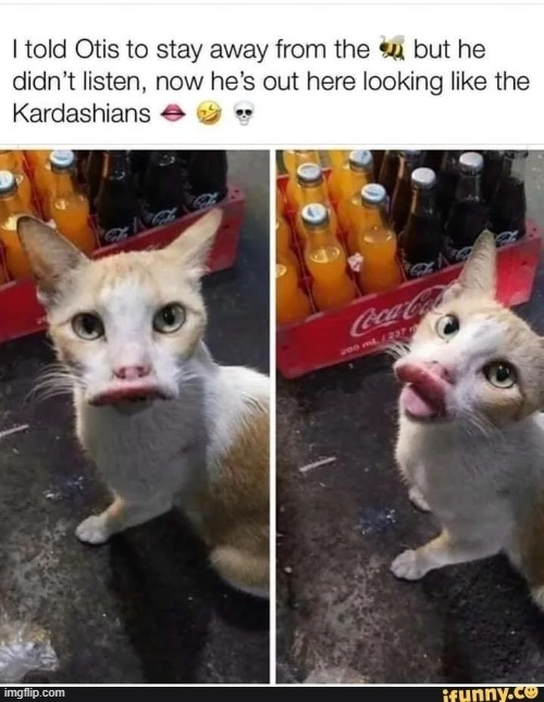 image tagged in cat,bee,lips,kardashians | made w/ Imgflip meme maker