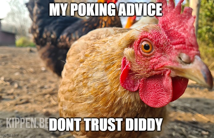 chicken investigates | MY POKING ADVICE; DONT TRUST DIDDY | image tagged in chicken investigates | made w/ Imgflip meme maker