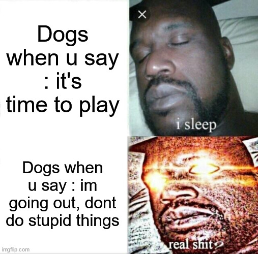 I prefeer cats, now... | Dogs when u say : it's time to play; Dogs when u say : im going out, dont do stupid things | image tagged in memes,sleeping shaq,dogs,stupid | made w/ Imgflip meme maker