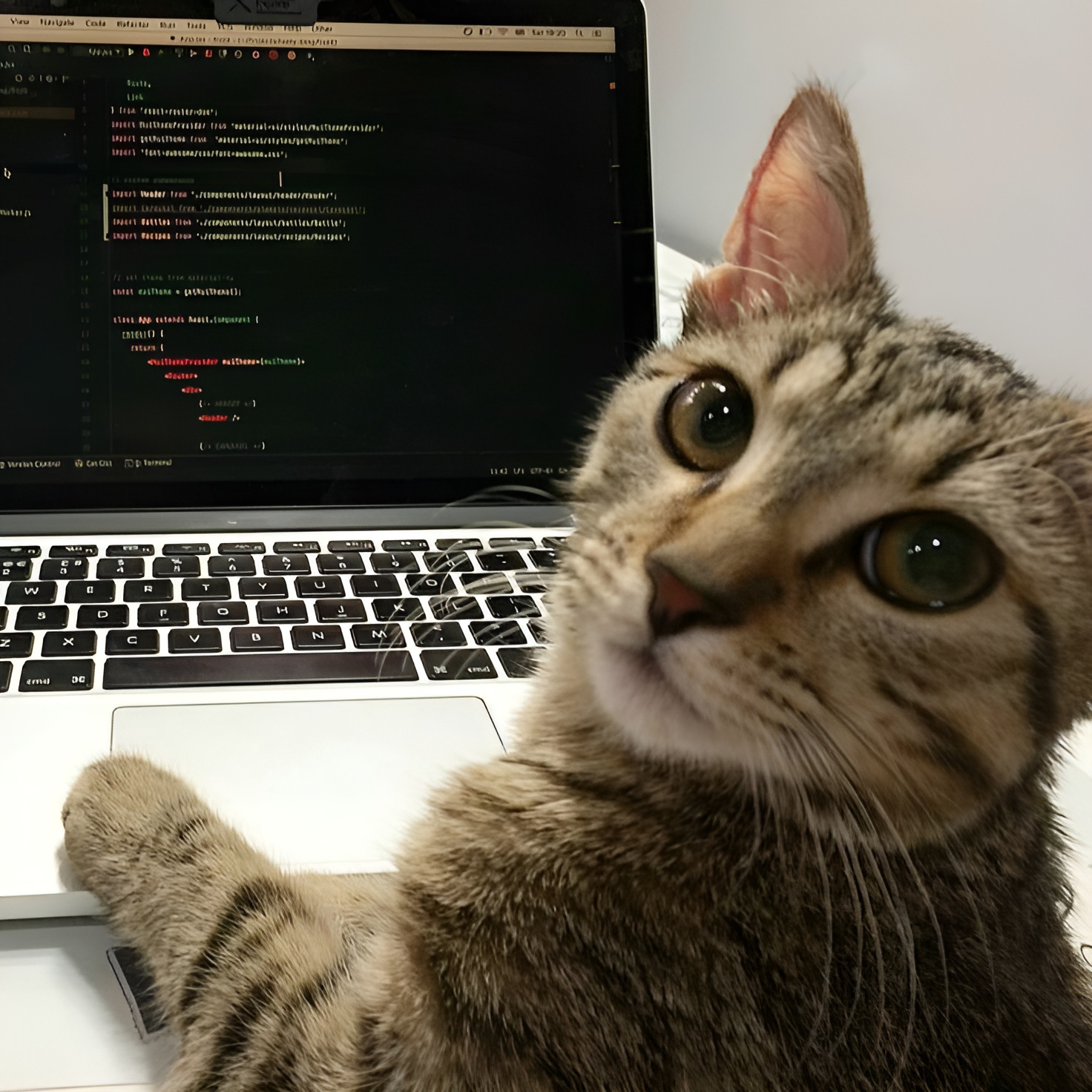 coding cat Blank Meme Template