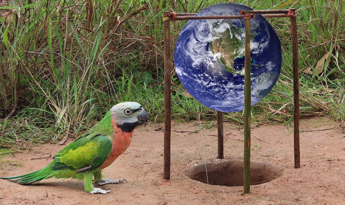 flat earth parrot catcher Blank Meme Template