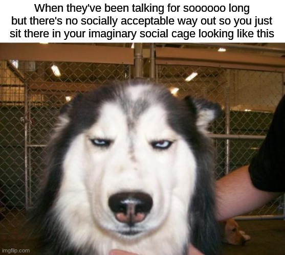 Listen ik I have autism but is this only me? or so normally people do this too? | When they've been talking for soooooo long but there's no socially acceptable way out so you just sit there in your imaginary social cage looking like this | image tagged in annoyed dog,funny memes | made w/ Imgflip meme maker