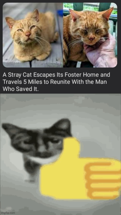 Reunion | image tagged in cat thumbs up,cats,cat,memes,stray cat,reunion | made w/ Imgflip meme maker