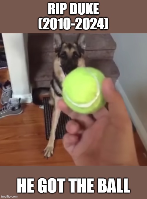 Just heard the news. RIP | RIP DUKE
(2010-2024); HE GOT THE BALL | image tagged in memes,vine,duke do you want the ball | made w/ Imgflip meme maker