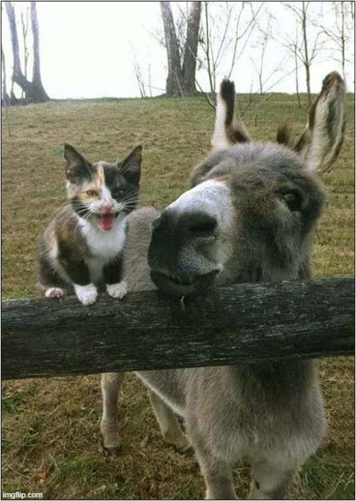 Hello There ! | image tagged in cats,kitten,donkey,hello there | made w/ Imgflip meme maker