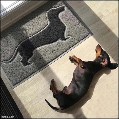 Please Don't Wipe Your Feet On Me ! | image tagged in dogs,daschund,door mat | made w/ Imgflip meme maker