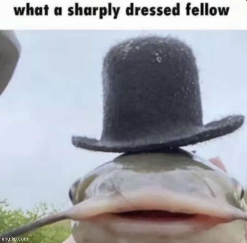 splendid | image tagged in gifs,memes,funny,shitpost,fish,if you read this tag you are cursed | made w/ Imgflip meme maker