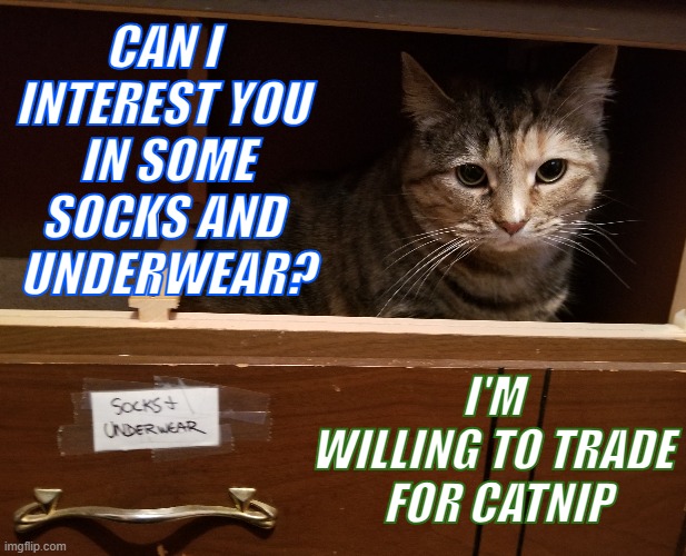 I live here now. | CAN I 
INTEREST YOU 
IN SOME
SOCKS AND 
UNDERWEAR? I'M 
WILLING TO TRADE 
FOR CATNIP | image tagged in animals,cats,sock dealer,open to trades,muffin | made w/ Imgflip meme maker