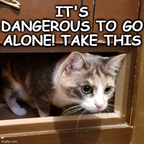 Protector | IT'S DANGEROUS TO GO ALONE! TAKE THIS | image tagged in cats,sweet bean,teeny of weenie,queen bean supreme,animals | made w/ Imgflip meme maker