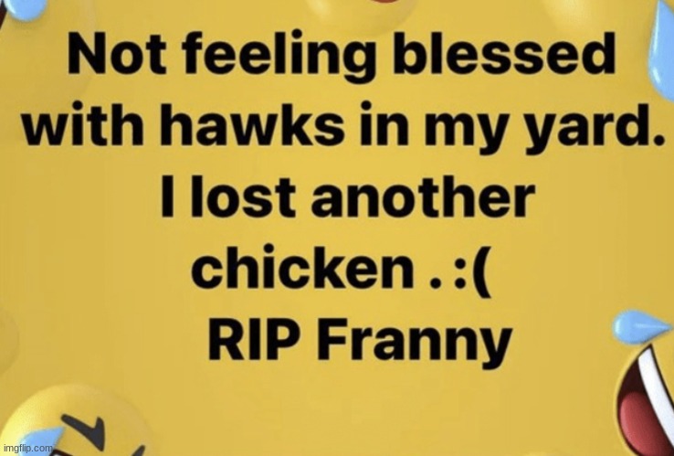 rip franny | image tagged in gifs,memes,funny,shitpost,facebook,elderly | made w/ Imgflip meme maker