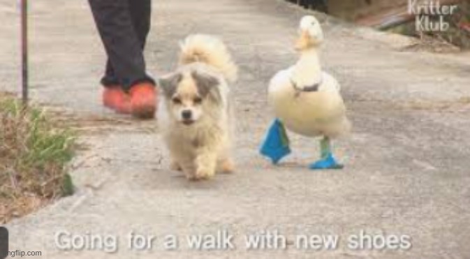 duck goes for a walk with new shoes! | image tagged in cute duck,cute dog,new funny shoes | made w/ Imgflip meme maker