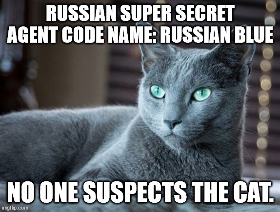 The Russian Agent | RUSSIAN SUPER SECRET AGENT CODE NAME: RUSSIAN BLUE; NO ONE SUSPECTS THE CAT. | image tagged in russia,secret agent | made w/ Imgflip meme maker