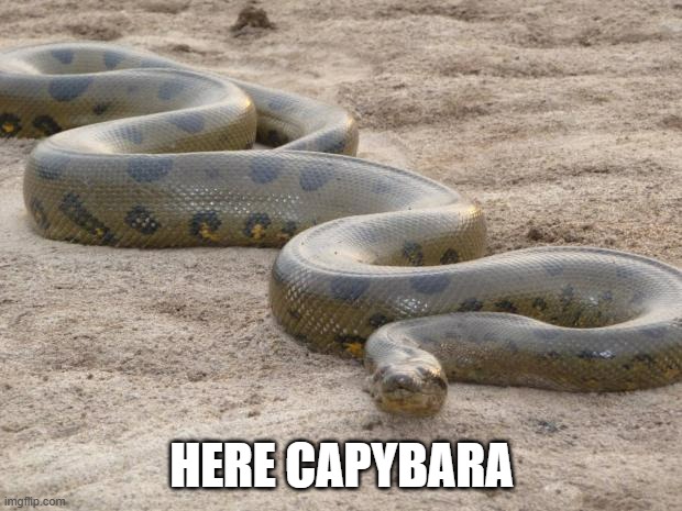 Anaconda | HERE CAPYBARA | image tagged in anaconda | made w/ Imgflip meme maker