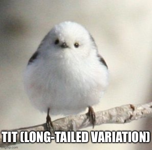 long tailed tit | TIT (LONG-TAILED VARIATION) | image tagged in long tailed tit | made w/ Imgflip meme maker