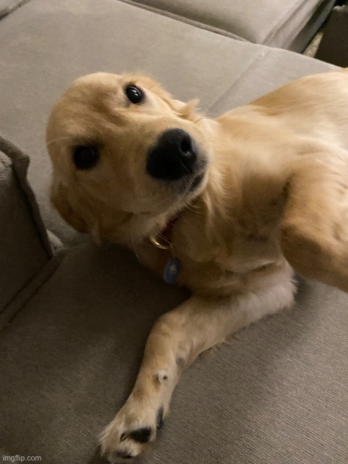 look at this gooby snoobert attention seeker | made w/ Imgflip meme maker