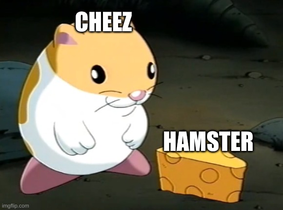 what the actual | CHEEZ; HAMSTER | image tagged in what,the,actual,sigma,is,this | made w/ Imgflip meme maker