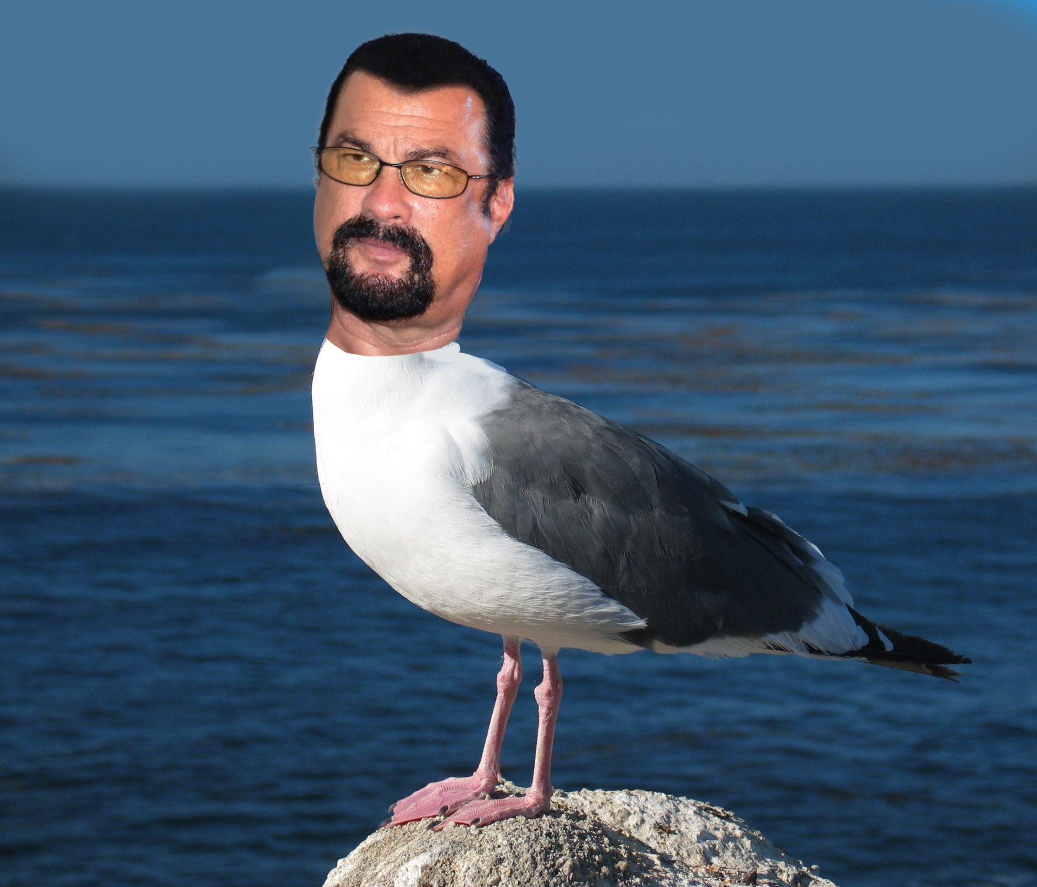 steven seagull Blank Meme Template