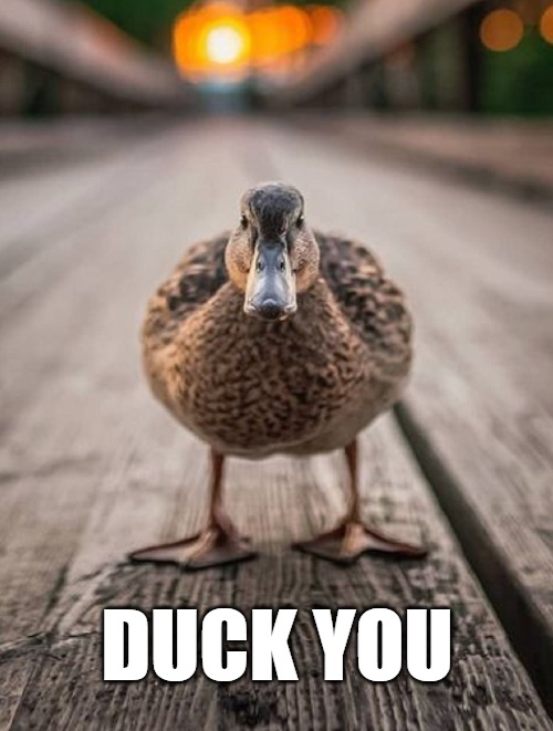 Here's looking at you | DUCK YOU | image tagged in funny,meme,duck,cute animals | made w/ Imgflip meme maker