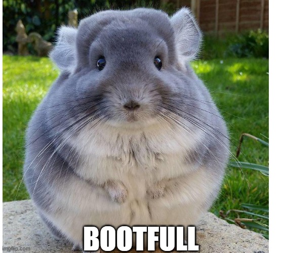 BOOTFULL | image tagged in animals,cute | made w/ Imgflip meme maker