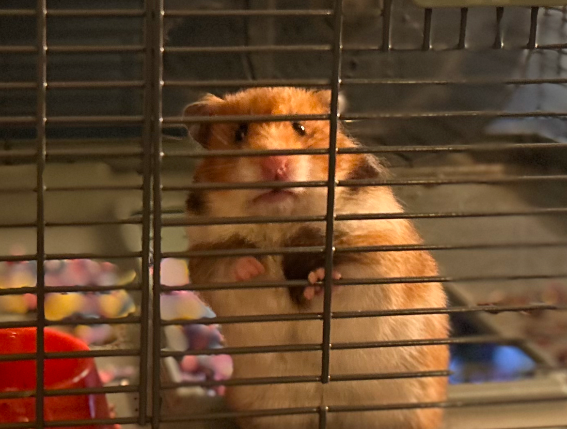 Help Me Hamster Blank Meme Template