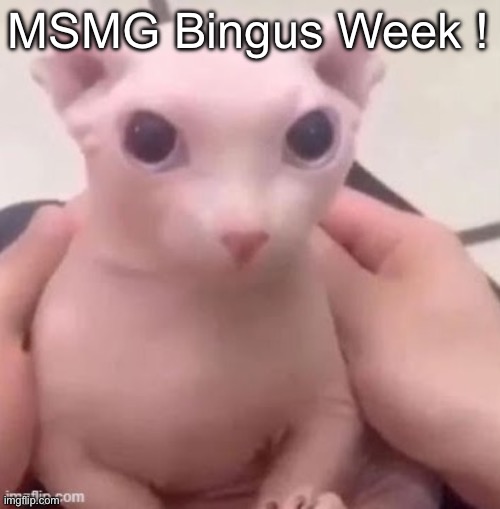 bingus | MSMG Bingus Week ! | image tagged in bingus | made w/ Imgflip meme maker