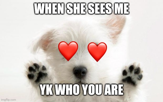 cute dog | WHEN SHE SEES ME; YK WHO YOU ARE | image tagged in cute dog | made w/ Imgflip meme maker