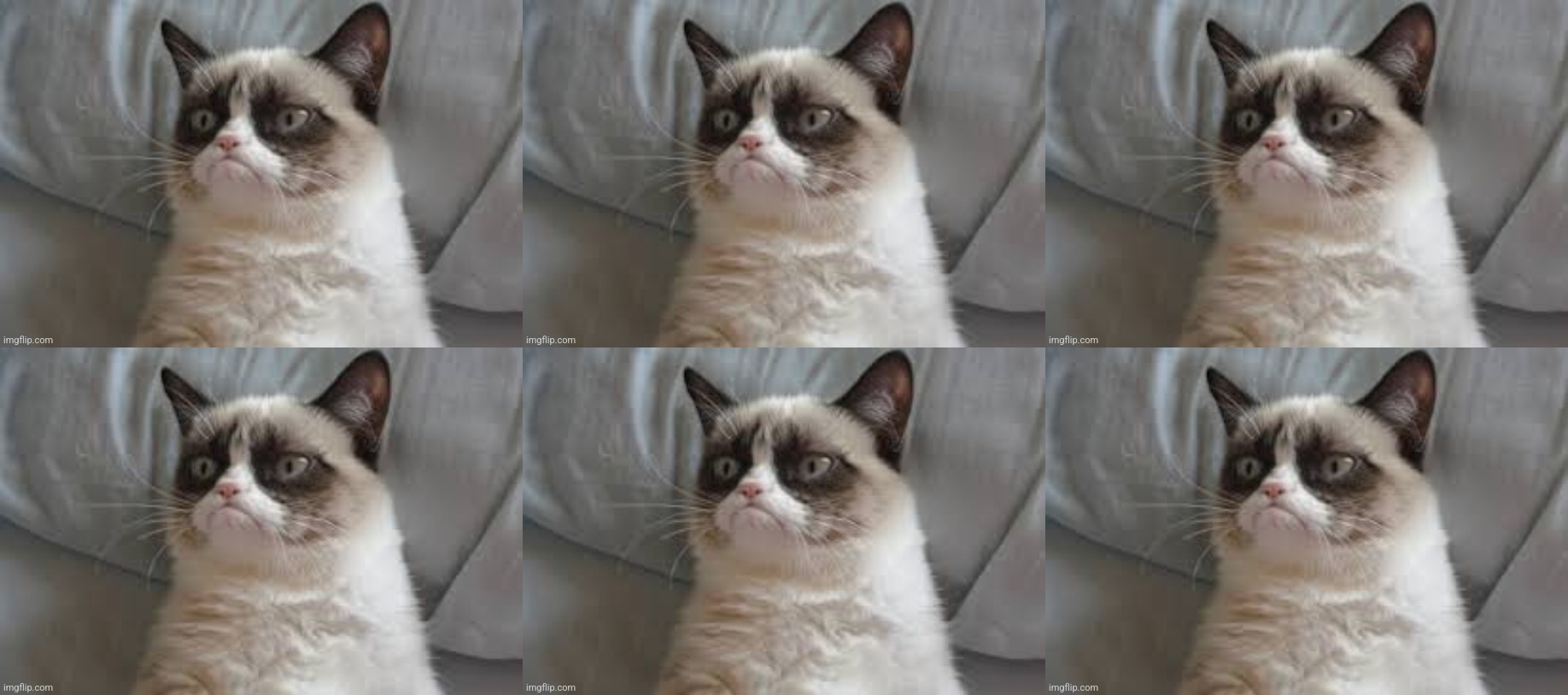 Grumpy cat 6 imagrs bed Blank Meme Template