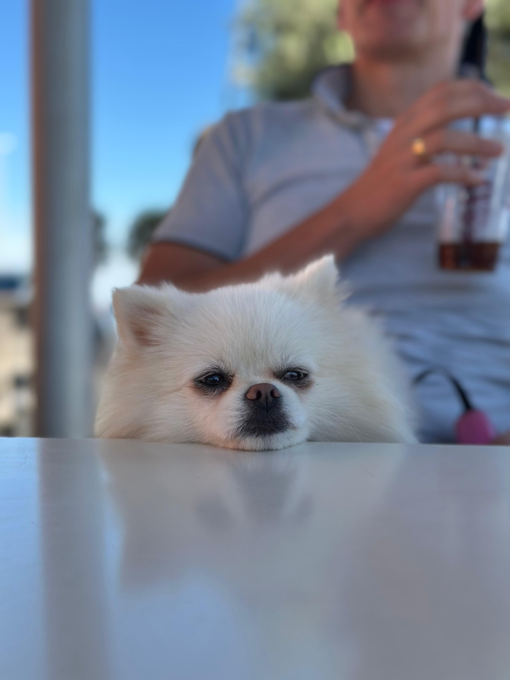 Dog pissed of Blank Meme Template