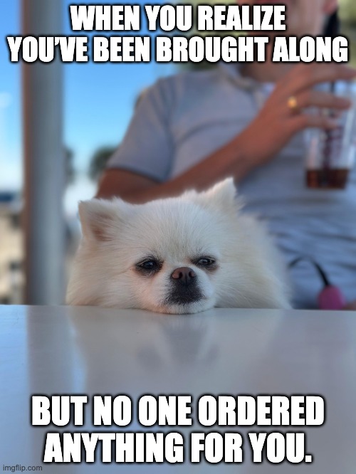 Dog pissed of | WHEN YOU REALIZE YOU’VE BEEN BROUGHT ALONG; BUT NO ONE ORDERED ANYTHING FOR YOU. | image tagged in dog pissed of | made w/ Imgflip meme maker