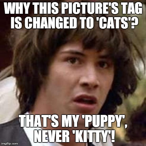 Conspiracy Keanu Meme | WHY THIS PICTURE'S TAG IS CHANGED TO 'CATS'? THAT'S MY 'PUPPY', NEVER 'KITTY'! | image tagged in memes,conspiracy keanu | made w/ Imgflip meme maker