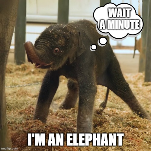 Kirby | WAIT A MINUTE; I'M AN ELEPHANT | image tagged in kirby meme generator | made w/ Imgflip meme maker