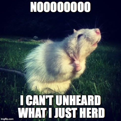 NOOOOOOOO I CAN'T UNHEARD WHAT I JUST HERD | image tagged in mouse | made w/ Imgflip meme maker