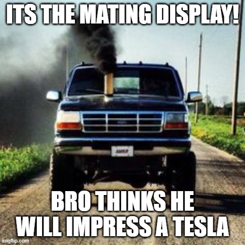 Its The Mating Display! | ITS THE MATING DISPLAY! BRO THINKS HE WILL IMPRESS A TESLA | image tagged in roll coal | made w/ Imgflip meme maker