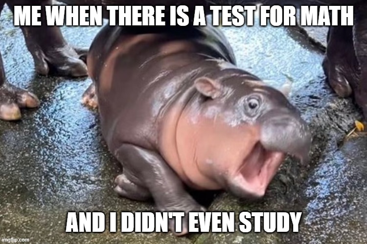 didn't study for a math test!!! | ME WHEN THERE IS A TEST FOR MATH; AND I DIDN'T EVEN STUDY | image tagged in moo deng | made w/ Imgflip meme maker