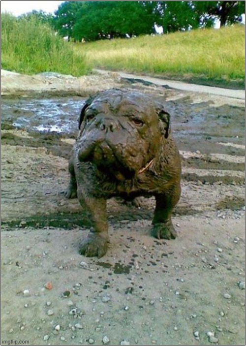 OK ... I'm Ready To Get In The Car ! | image tagged in dogs,bulldog,mud,car ride | made w/ Imgflip meme maker