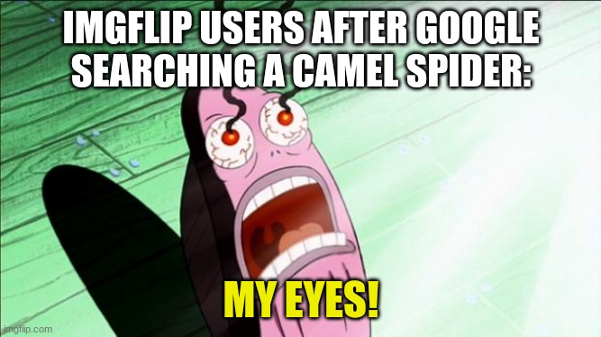 why would you do that? | IMGFLIP USERS AFTER GOOGLE SEARCHING A CAMEL SPIDER:; MY EYES! | image tagged in spongebob my eyes | made w/ Imgflip meme maker