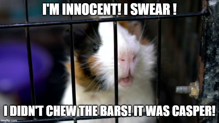 I'm innocent! I SWEAR! | I'M INNOCENT! I SWEAR ! I DIDN'T CHEW THE BARS! IT WAS CASPER! | image tagged in i'm innocent i swear | made w/ Imgflip meme maker