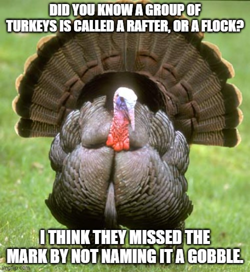 Group of turkeys | DID YOU KNOW A GROUP OF TURKEYS IS CALLED A RAFTER, OR A FLOCK? I THINK THEY MISSED THE MARK BY NOT NAMING IT A GOBBLE. | image tagged in memes,turkey | made w/ Imgflip meme maker