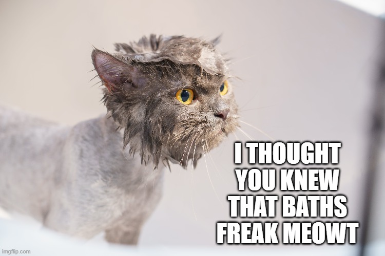 memes by Brad - cat says baths "fresk meowt" - humor - | I THOUGHT YOU KNEW THAT BATHS FREAK MEOWT | image tagged in funny,cats,kittens,bath,humor,freak out | made w/ Imgflip meme maker