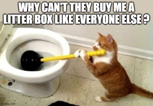 memes by Brad - My cat wants a litter box just like other cats - humor - | WHY CAN'T THEY BUY ME A LITTER BOX LIKE EVERYONE ELSE ? | image tagged in cats,funny,kitten,toilet humor,humor,litter box | made w/ Imgflip meme maker