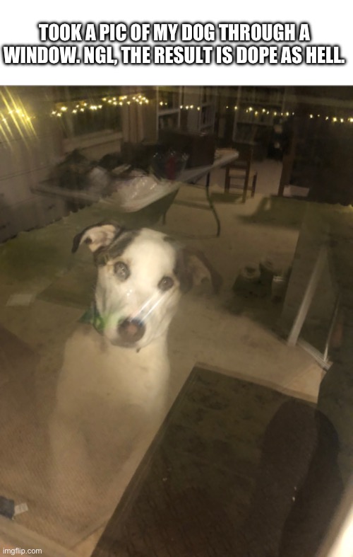 TOOK A PIC OF MY DOG THROUGH A WINDOW. NGL, THE RESULT IS DOPE AS HELL. | image tagged in blank white template | made w/ Imgflip meme maker