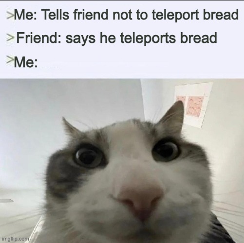 Cat looks inside | Me: Tells friend not to teleport bread; Friend: says he teleports bread; Me: | image tagged in cat looks inside | made w/ Imgflip meme maker