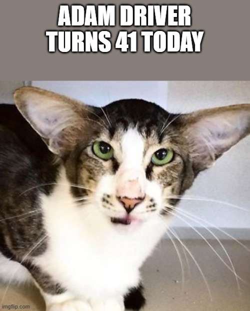 Adam Driver Turns 41 Today | ADAM DRIVER TURNS 41 TODAY | image tagged in adam driver,birthday,cat,kitten,funny,memes | made w/ Imgflip meme maker